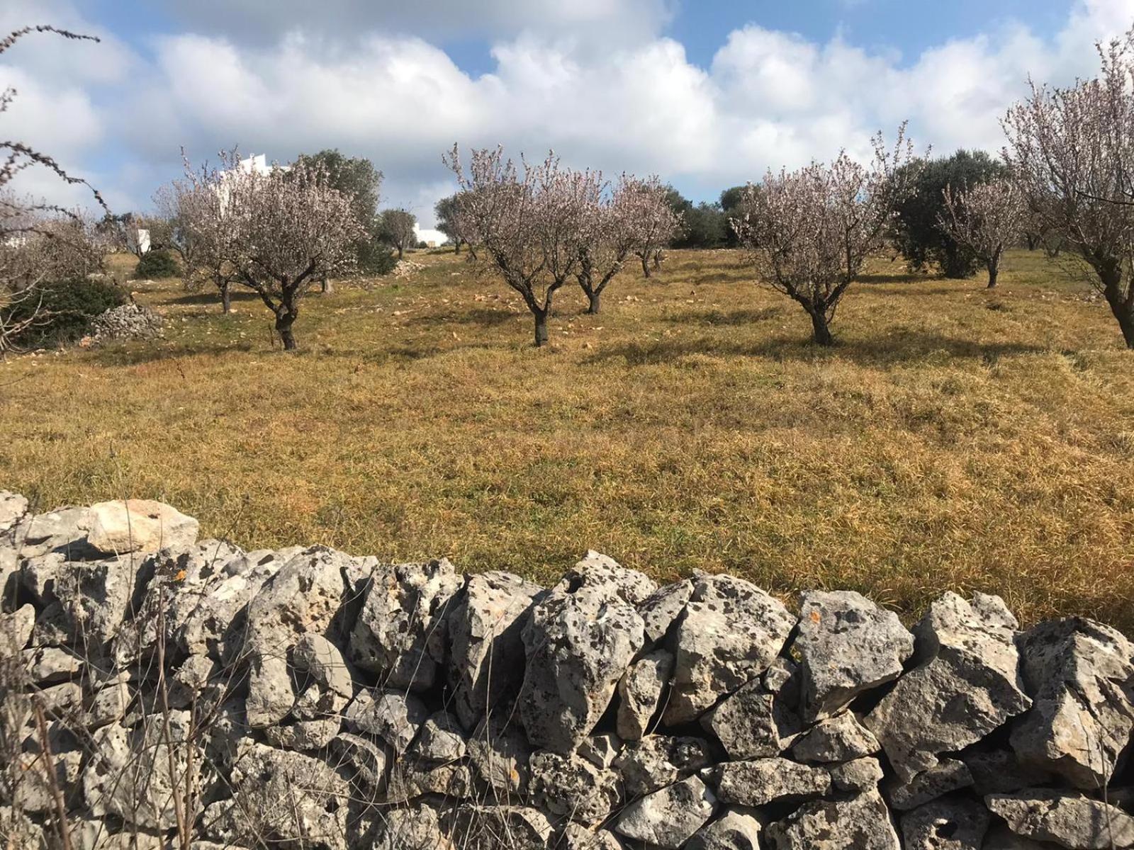 Piccolo Trullo Ostunese Le Jardin de Sophie' Ostuni Esterno foto