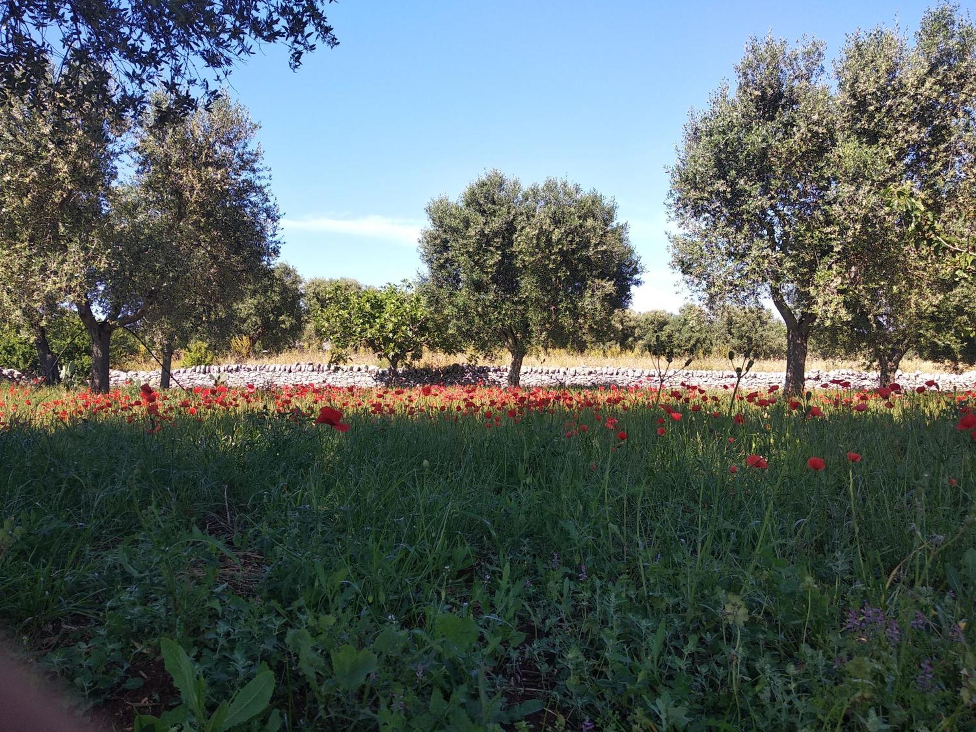 Piccolo Trullo Ostunese Le Jardin de Sophie' Ostuni Esterno foto
